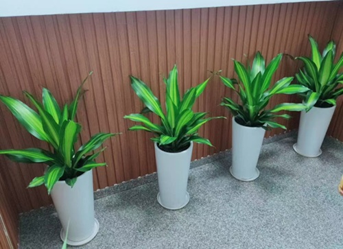 集團(tuán)綠植禮品案例及花園維護(hù)